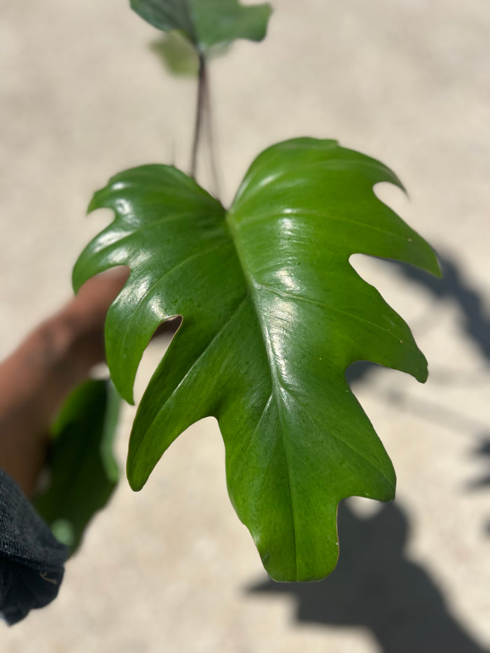 Philodendron Mayoi