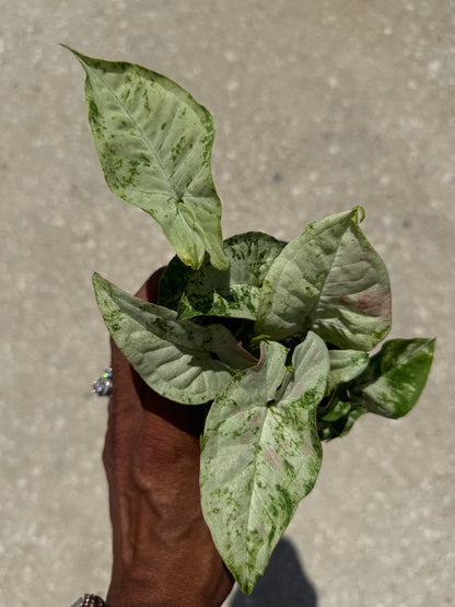 Syngonium 'Milk Confetti' Tricolor