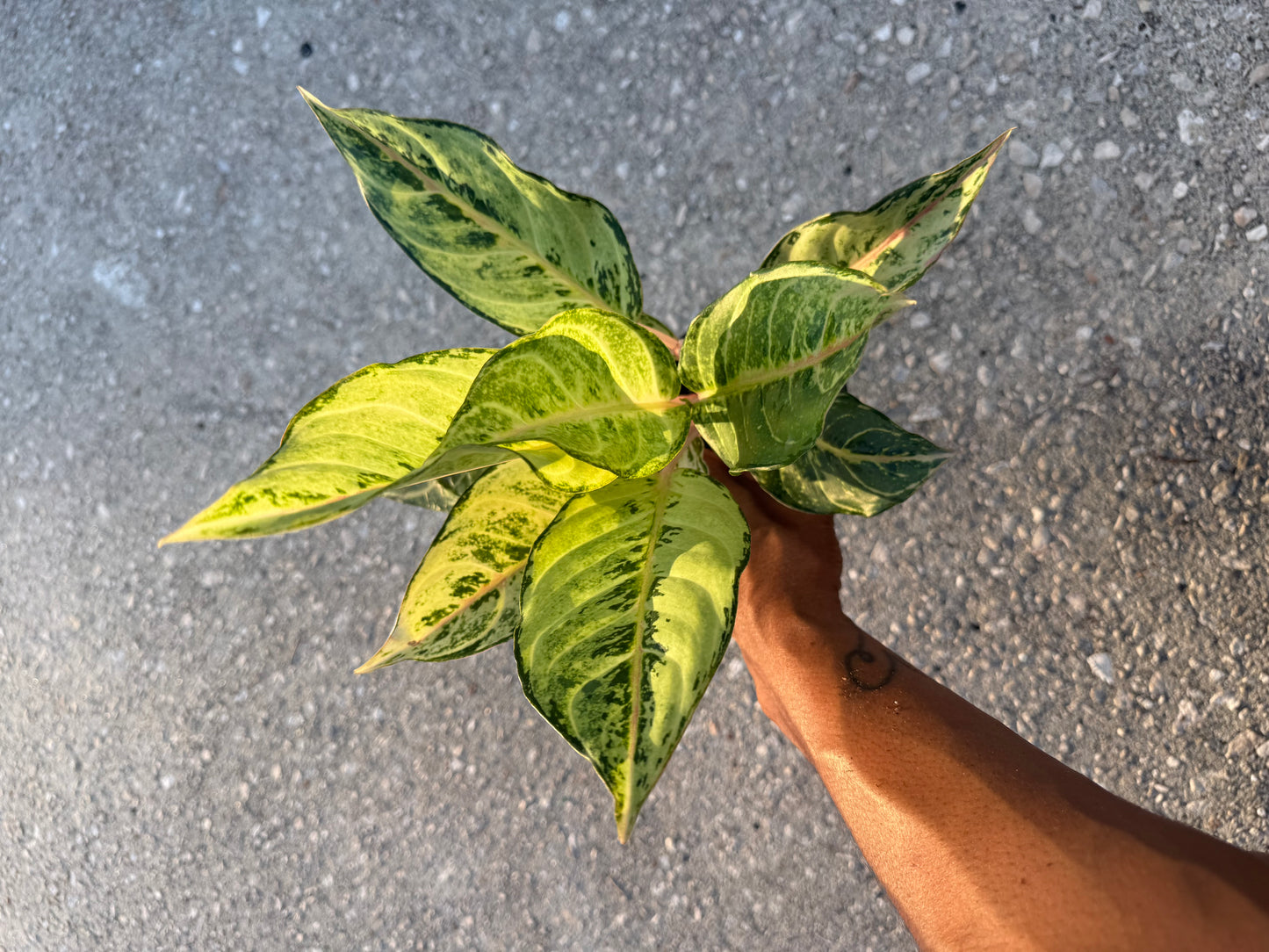 Aglaonema Lucky