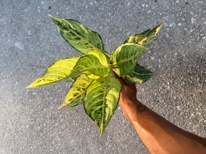 Aglaonema Lucky