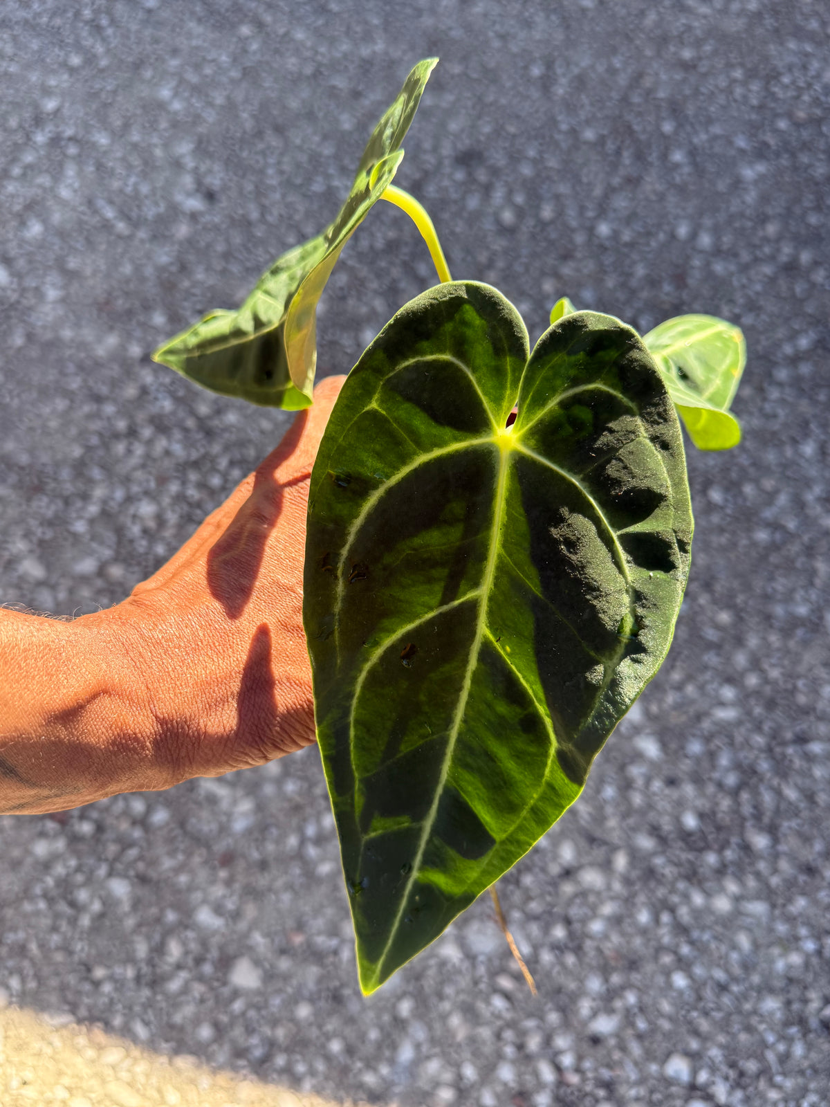 Anthurium Regale