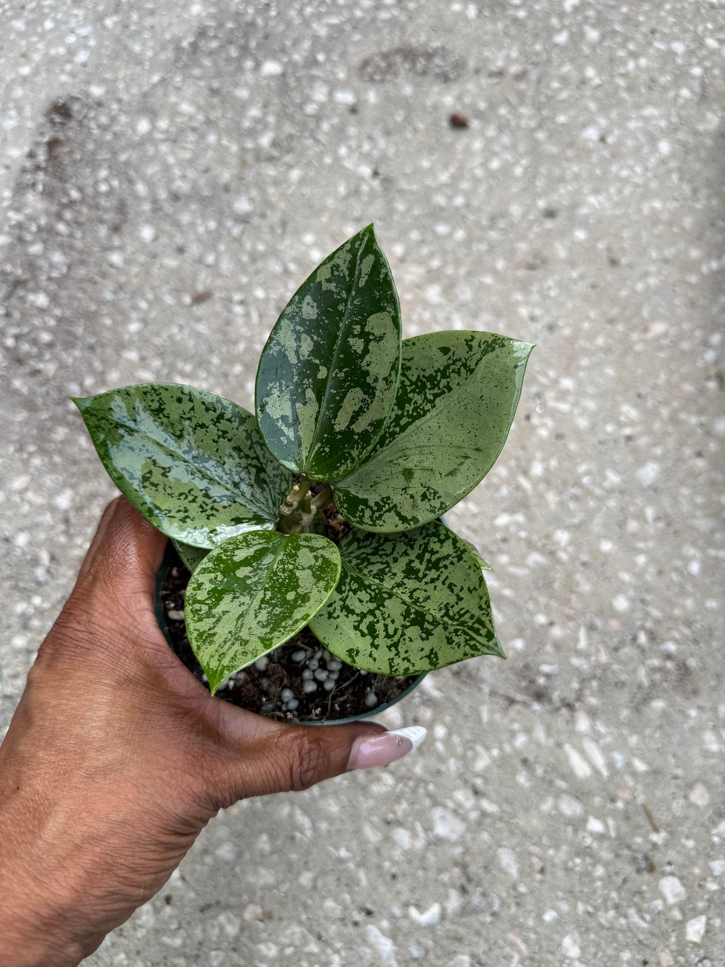 Hoya Heart Silver