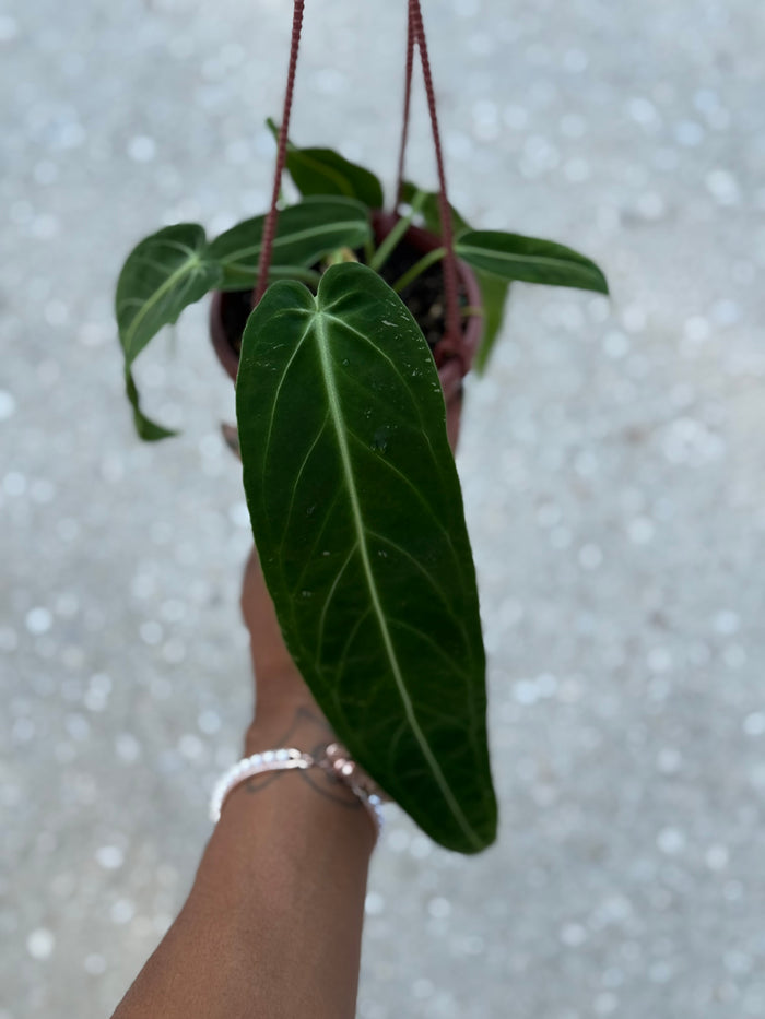 Anthurium 'Warocqueanum'