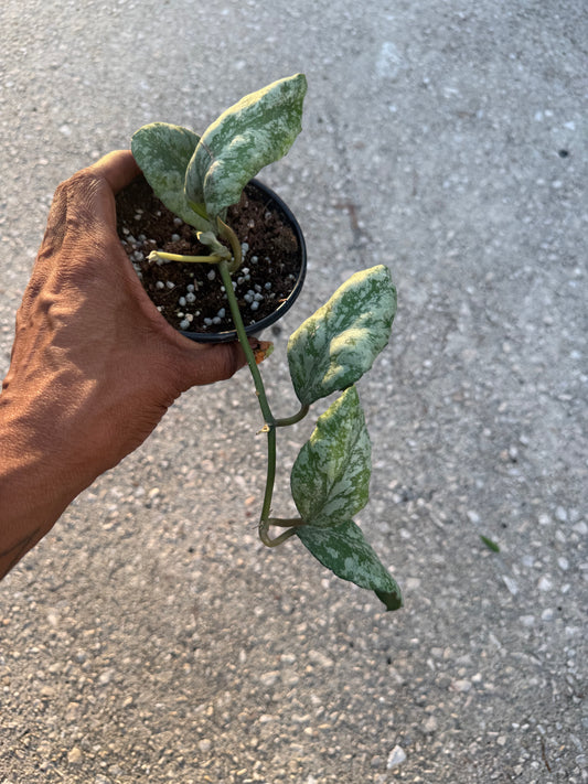 Hoya Waymaniae Cold Sky