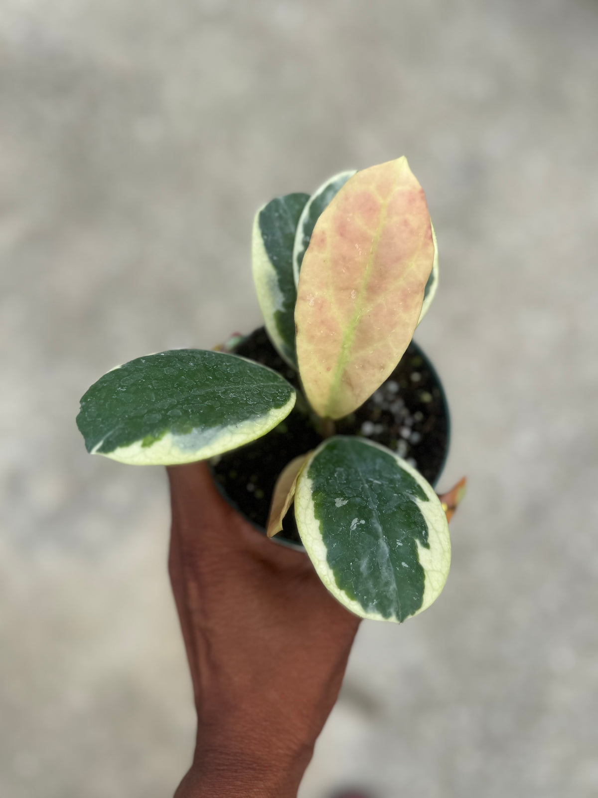 Hoya obovata albo