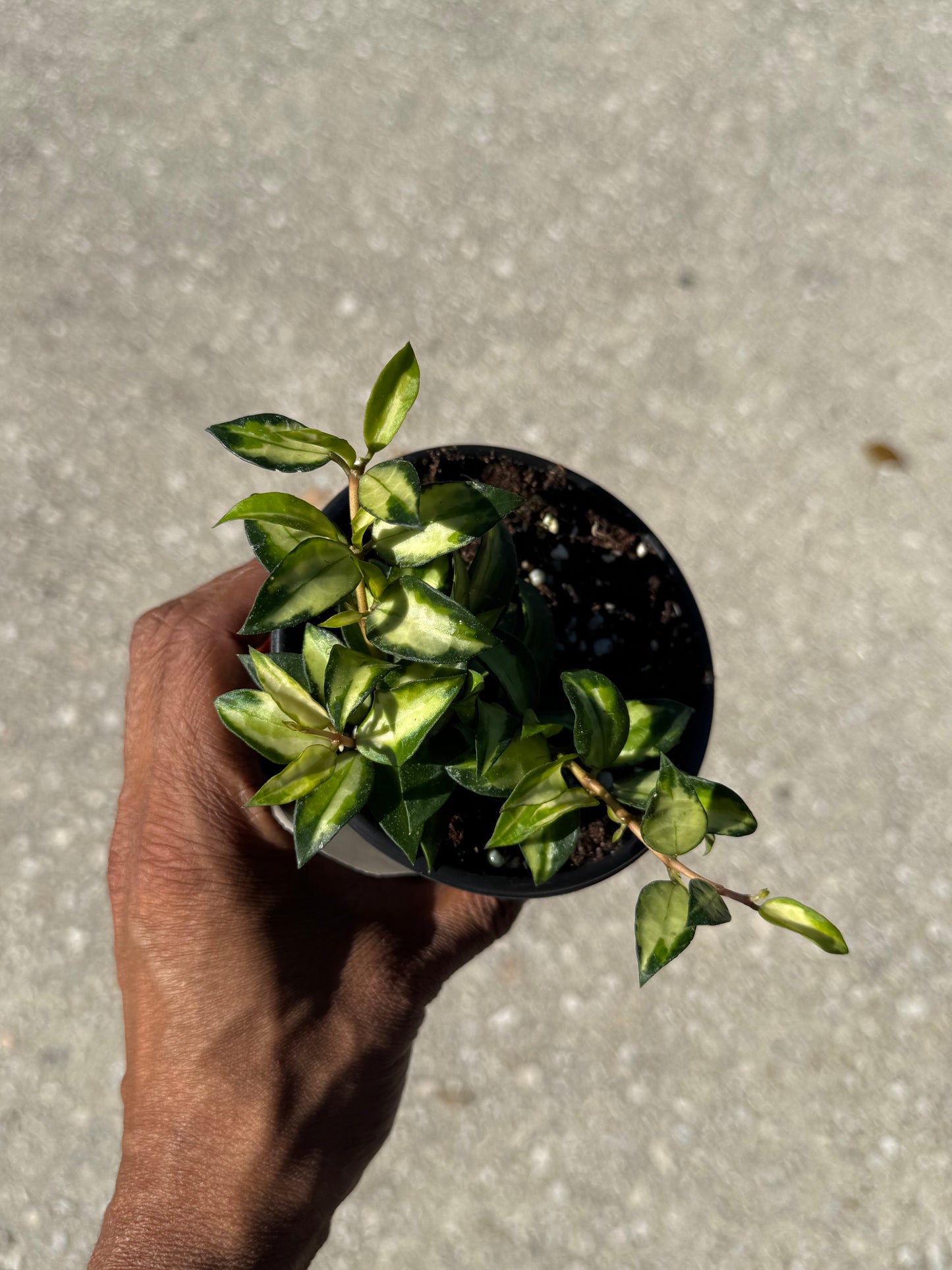 Hoya lacunosa Bruno