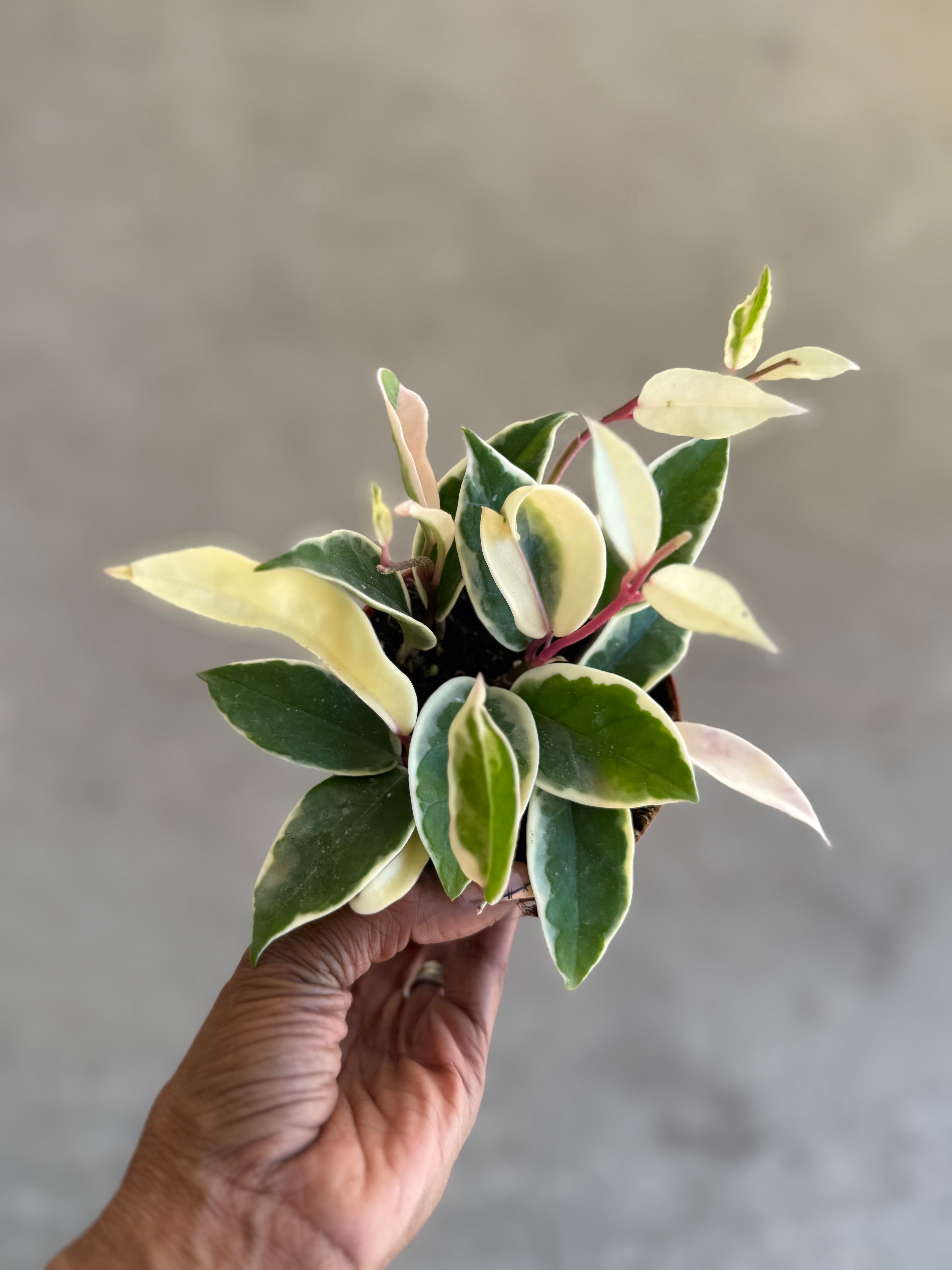Hoya 'Krimson Queen' – Prop & Grow Plant Shop