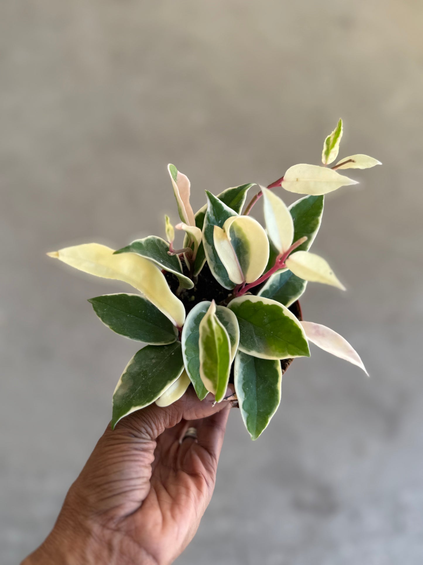 Hoya 'Krimson Queen'