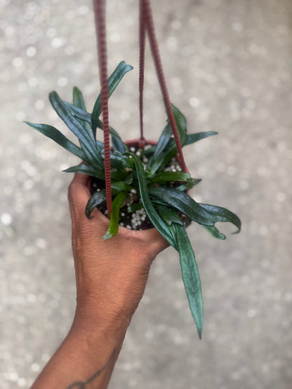 Blue Oil Fern