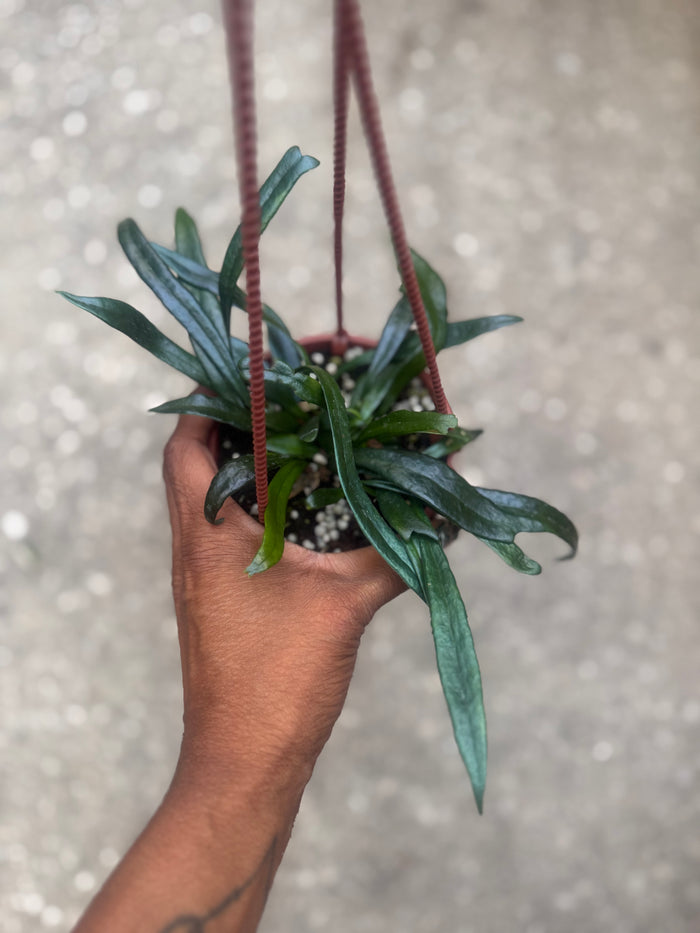 Blue Oil Fern