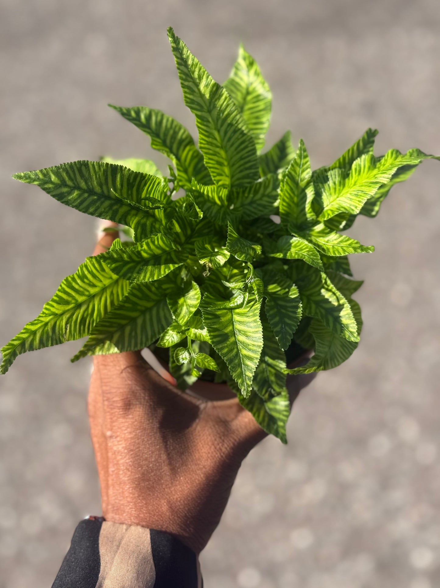 Coniogramme Emeiensis 'Golden Zebra Fern'