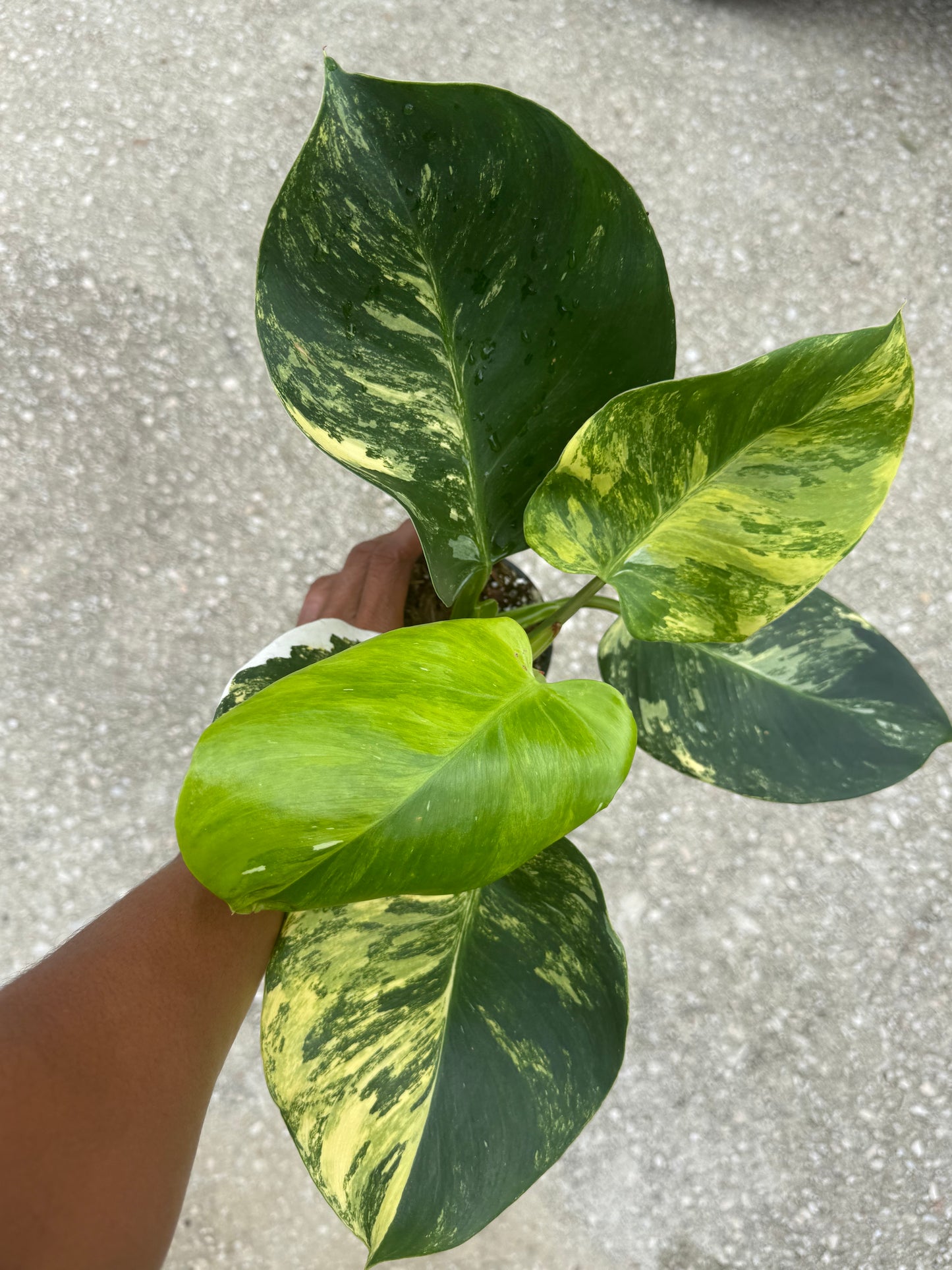 Philodendron White Wizard Aurea