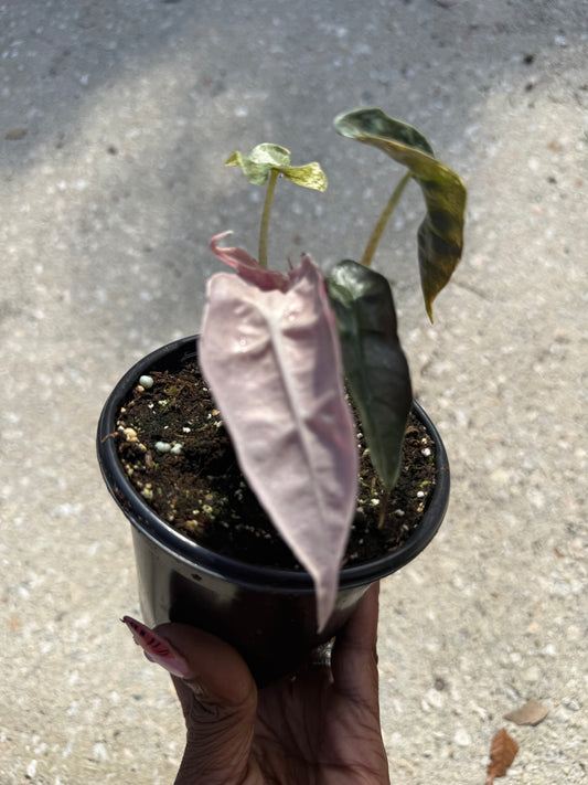 Alocasia Polly Pink Ghost