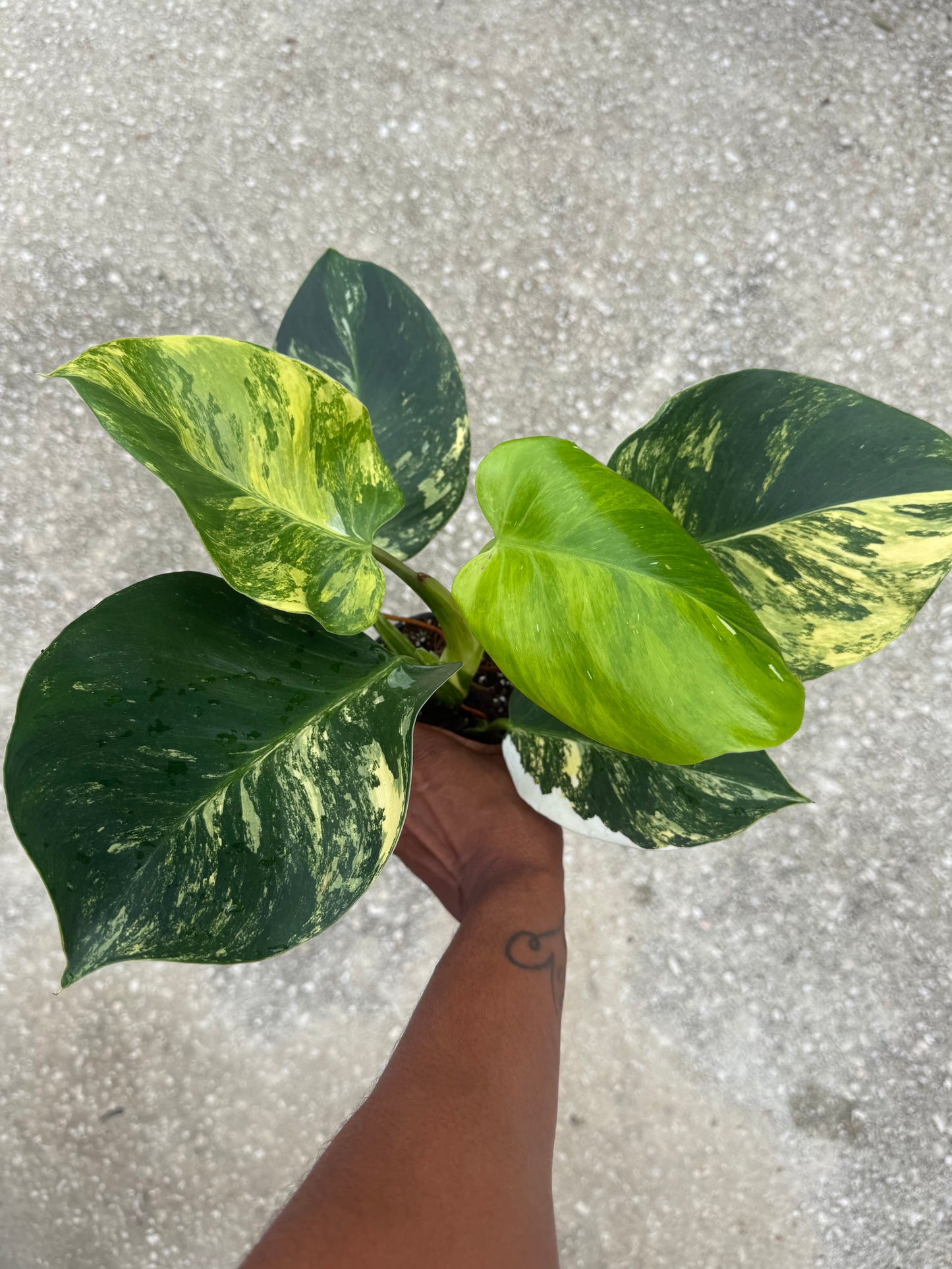 Philodendron White Wizard Aurea