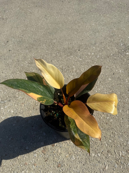 Philodendron 'Rojo Congo' Variegated