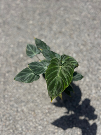 Philodendron 'Verrucosum'