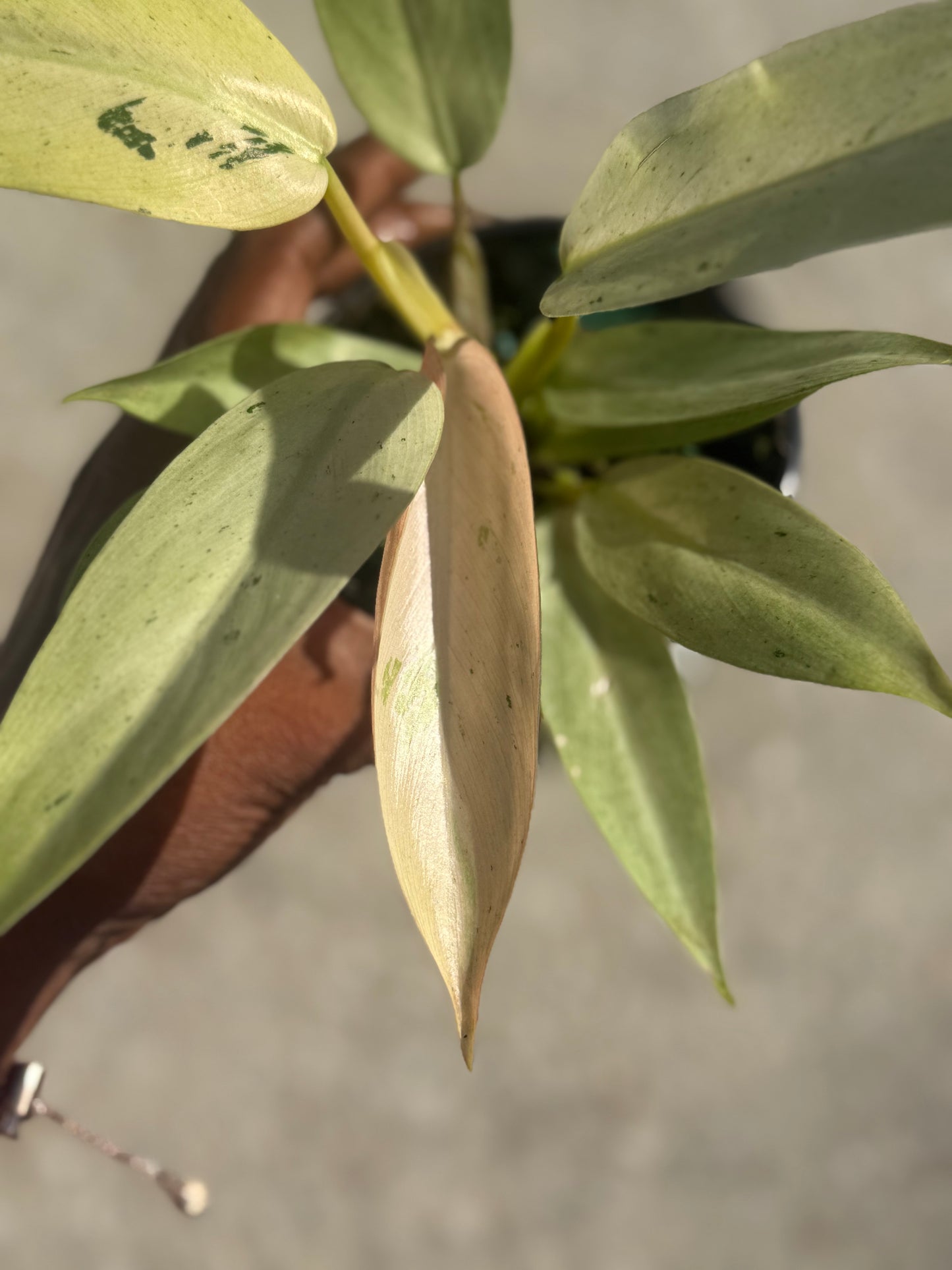 Philodendron 'Whipple Way'