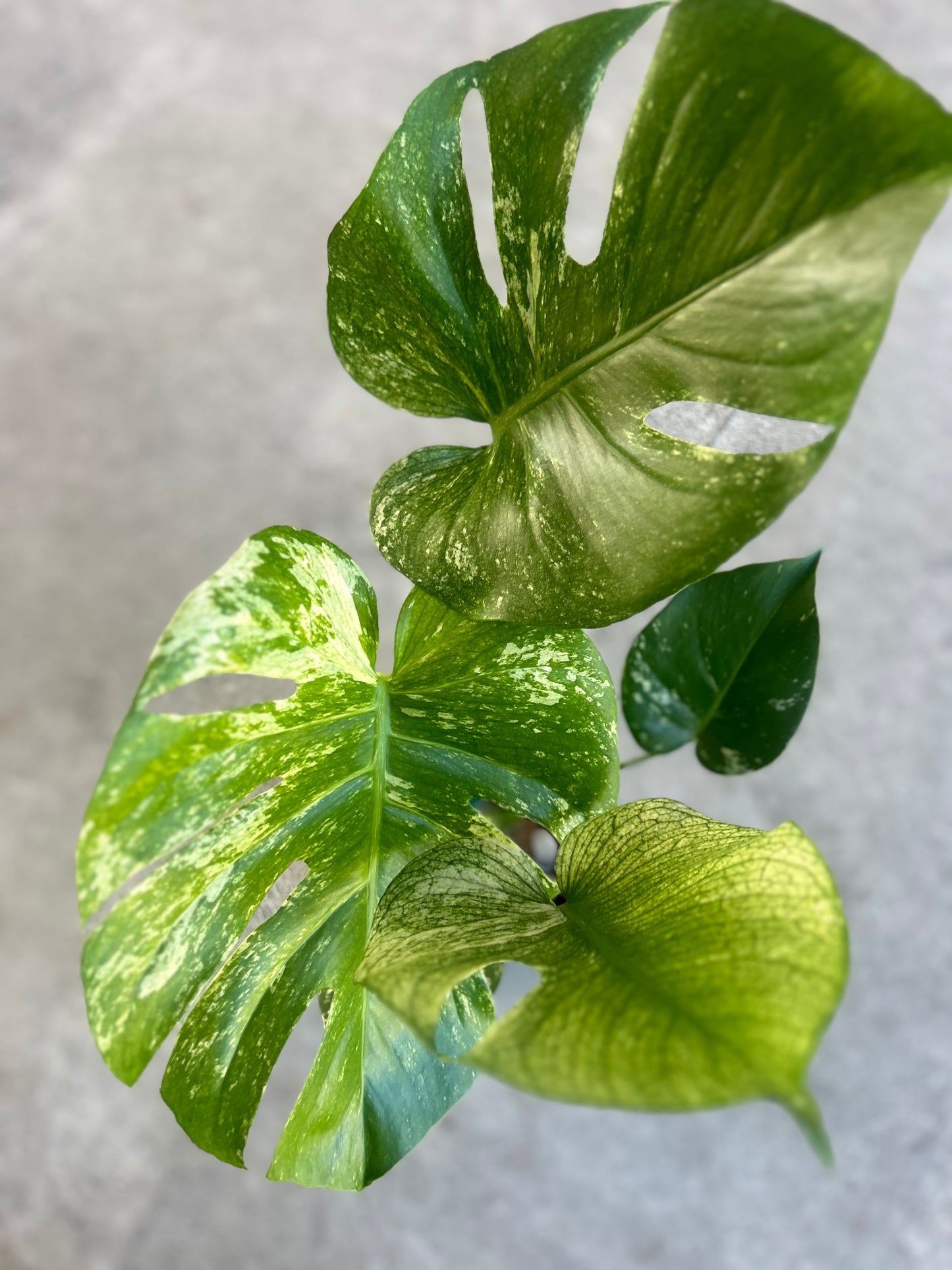 Monstera White Monster