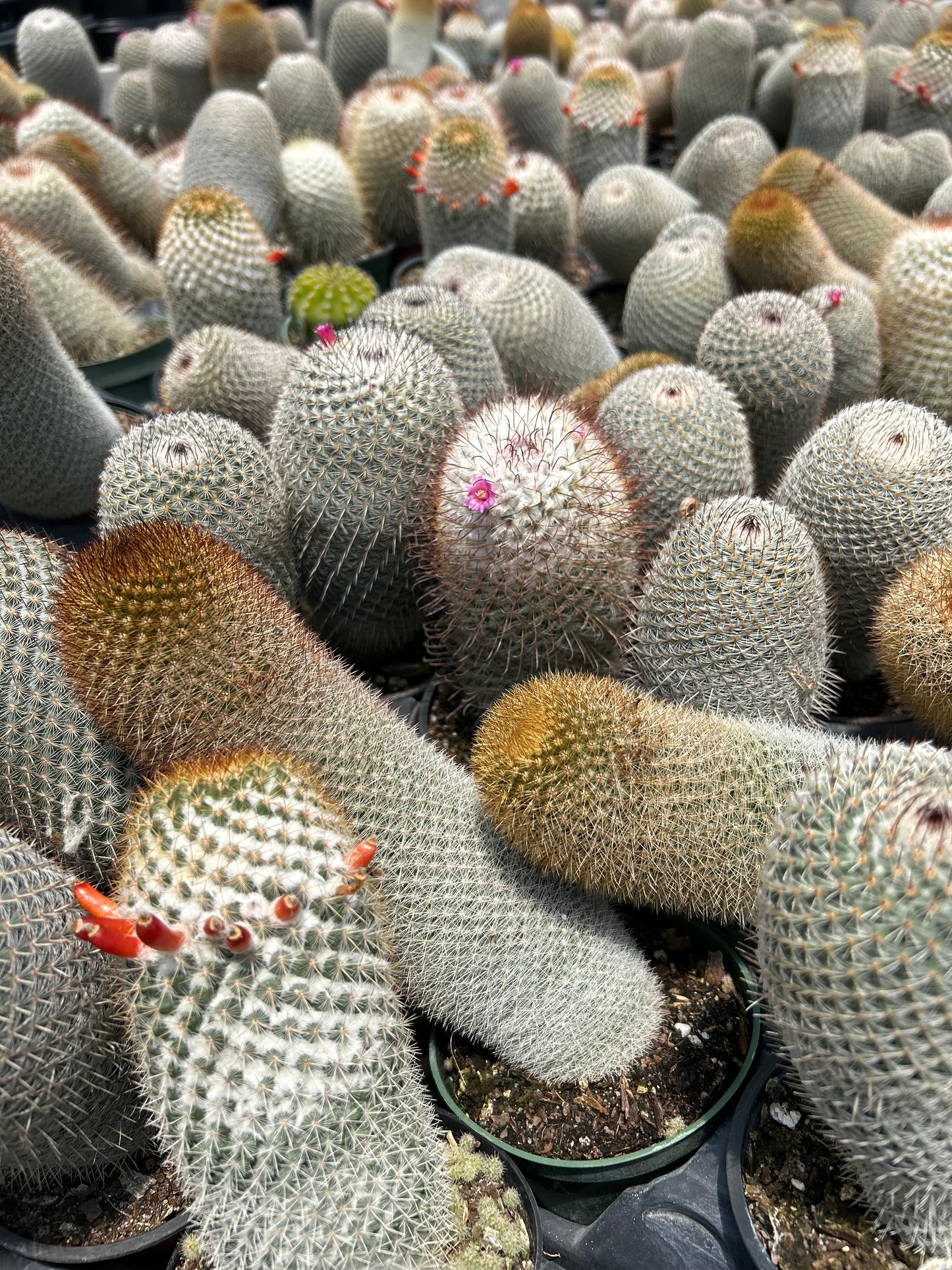 Assorted Cactus