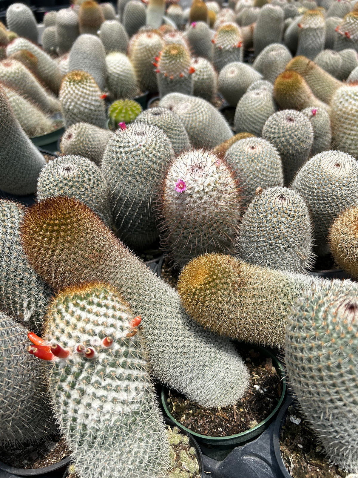 Assorted Cactus – Prop & Grow Plant Shop