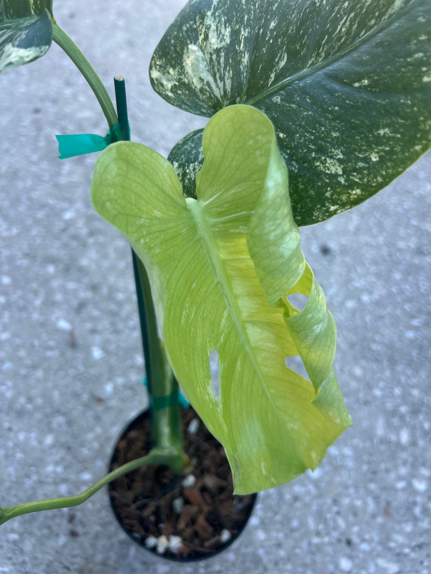 Monstera White Monster