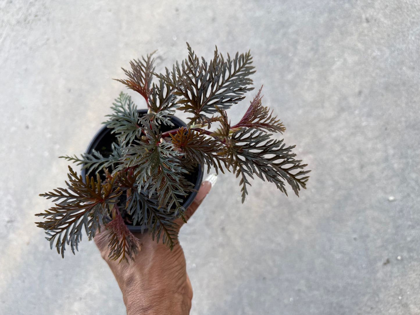 Begonia Bipinnatifida