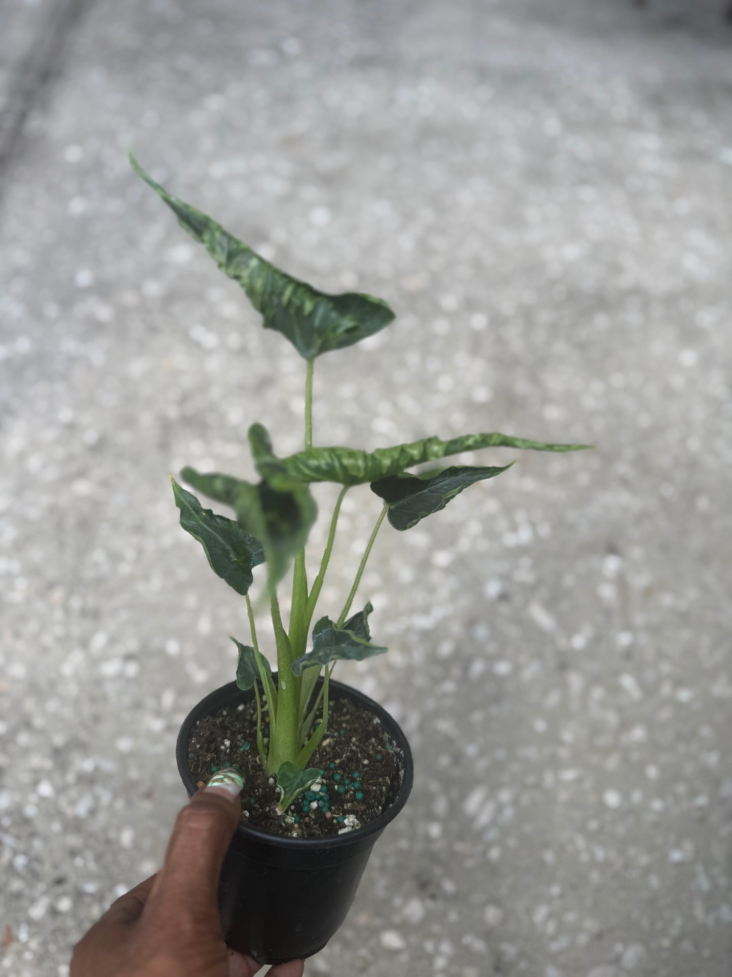 Alocasia Green Velvet Frydek Mutation