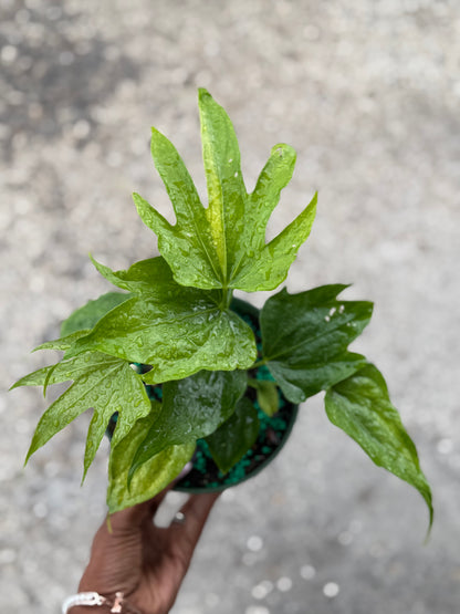 Anthurium ‘Fingers’