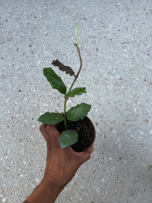 Hoya Waymaniae