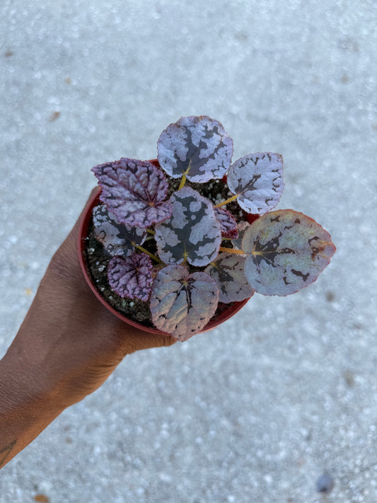 Begonia Silver Dollar