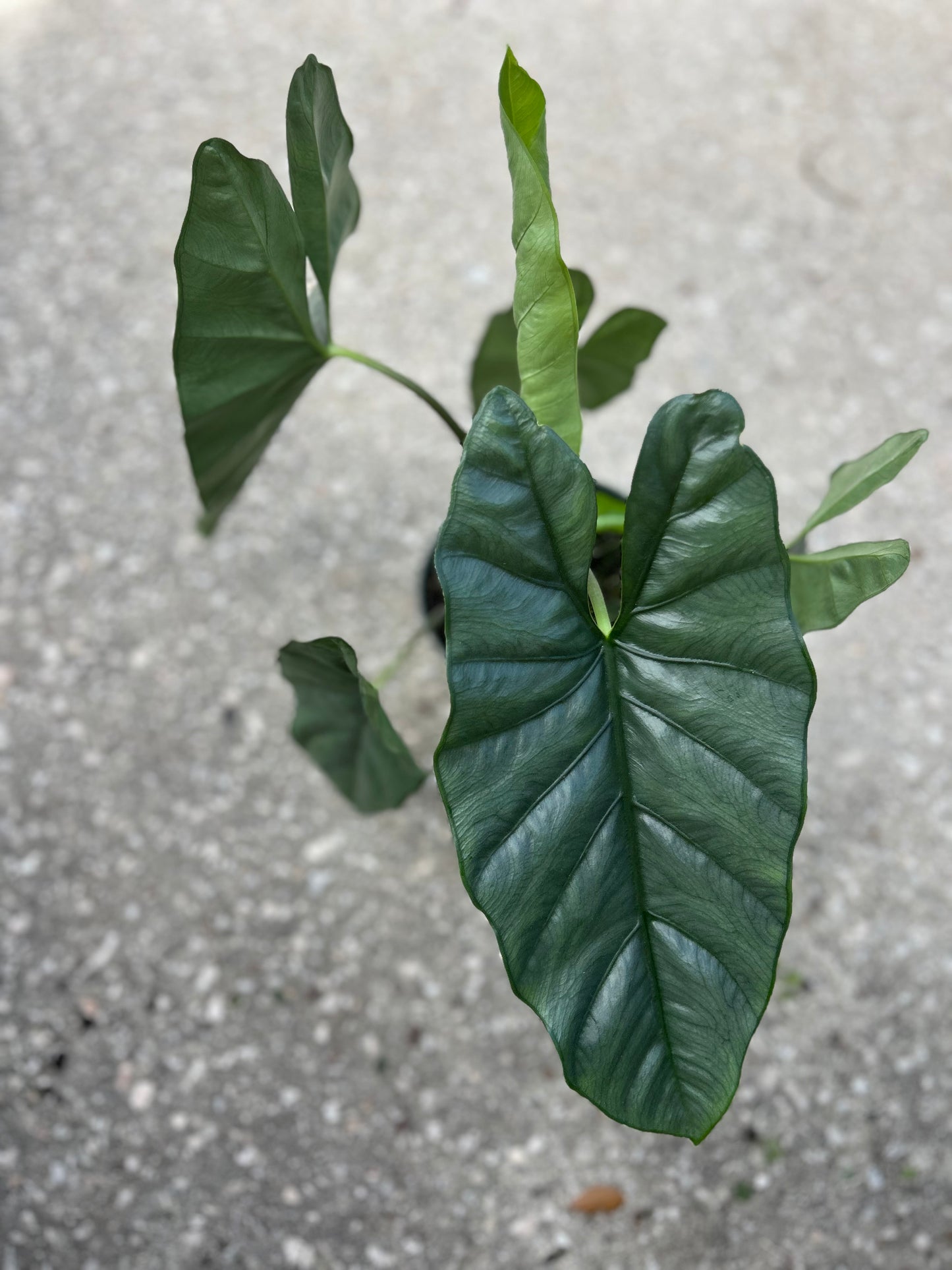 Alocasia Corozon