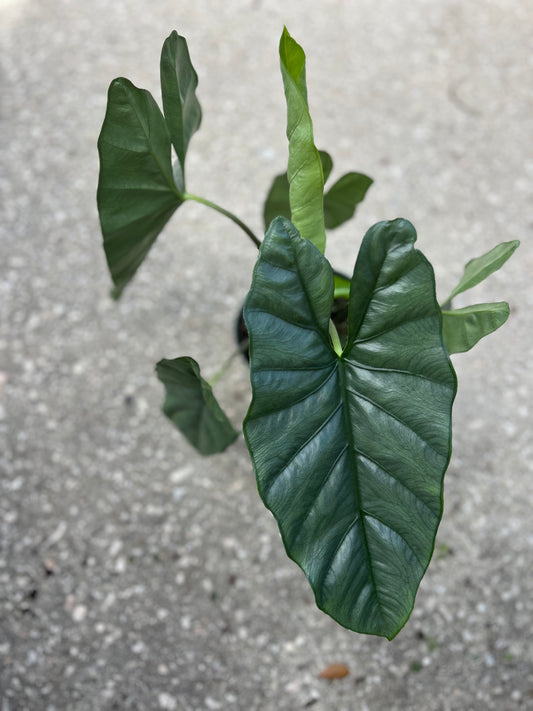 Alocasia Corozon