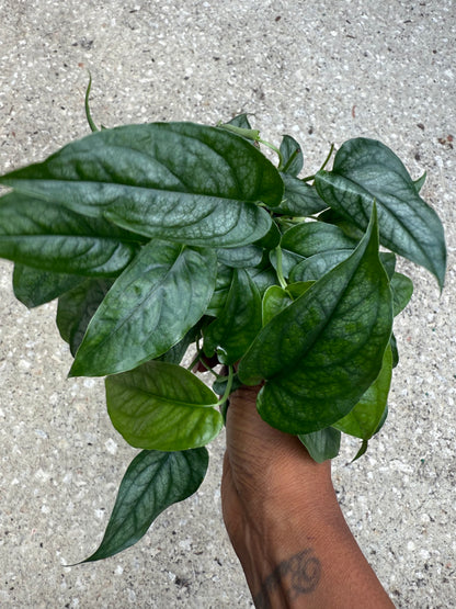 Monstera 'Siltepecana'