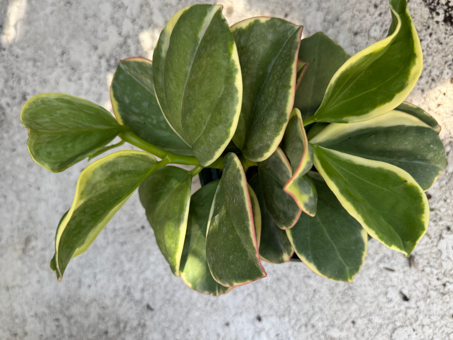 Hoya 'Pachyclada' Outer Variegated albomarginata