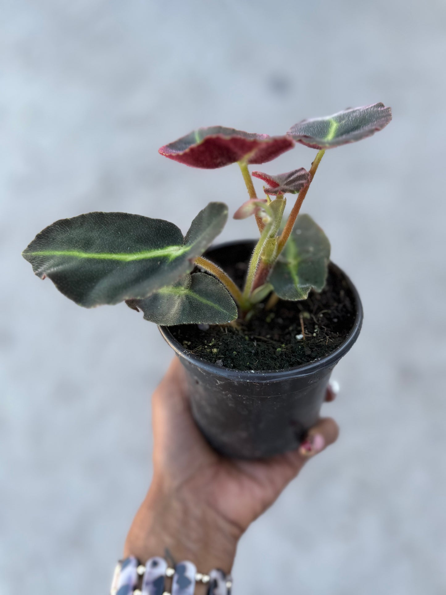 Begonia Listada