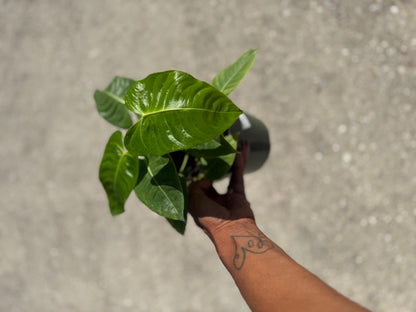 Anthurium Veitchii ‘King’
