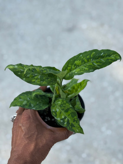 Aglaonema 'Pictum Tricolor'