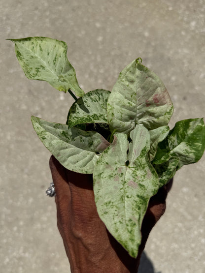 Syngonium 'Milk Confetti' Tricolor