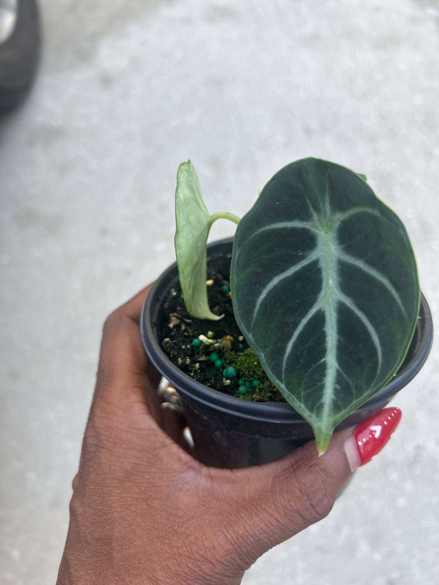 Alocasia 'Ninja'