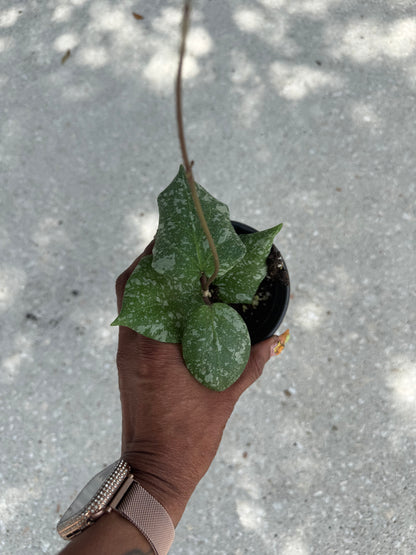 Hoya imbricata x cinnamomifolia