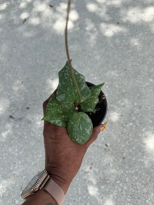 Hoya imbricata x cinnamomifolia