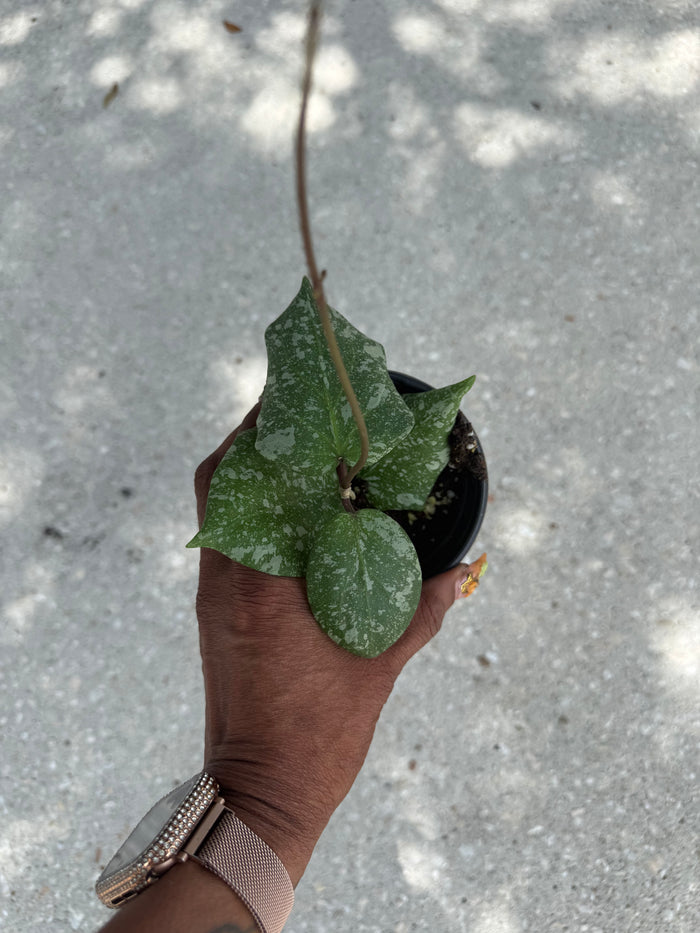 Hoya imbricata x cinnamomifolia
