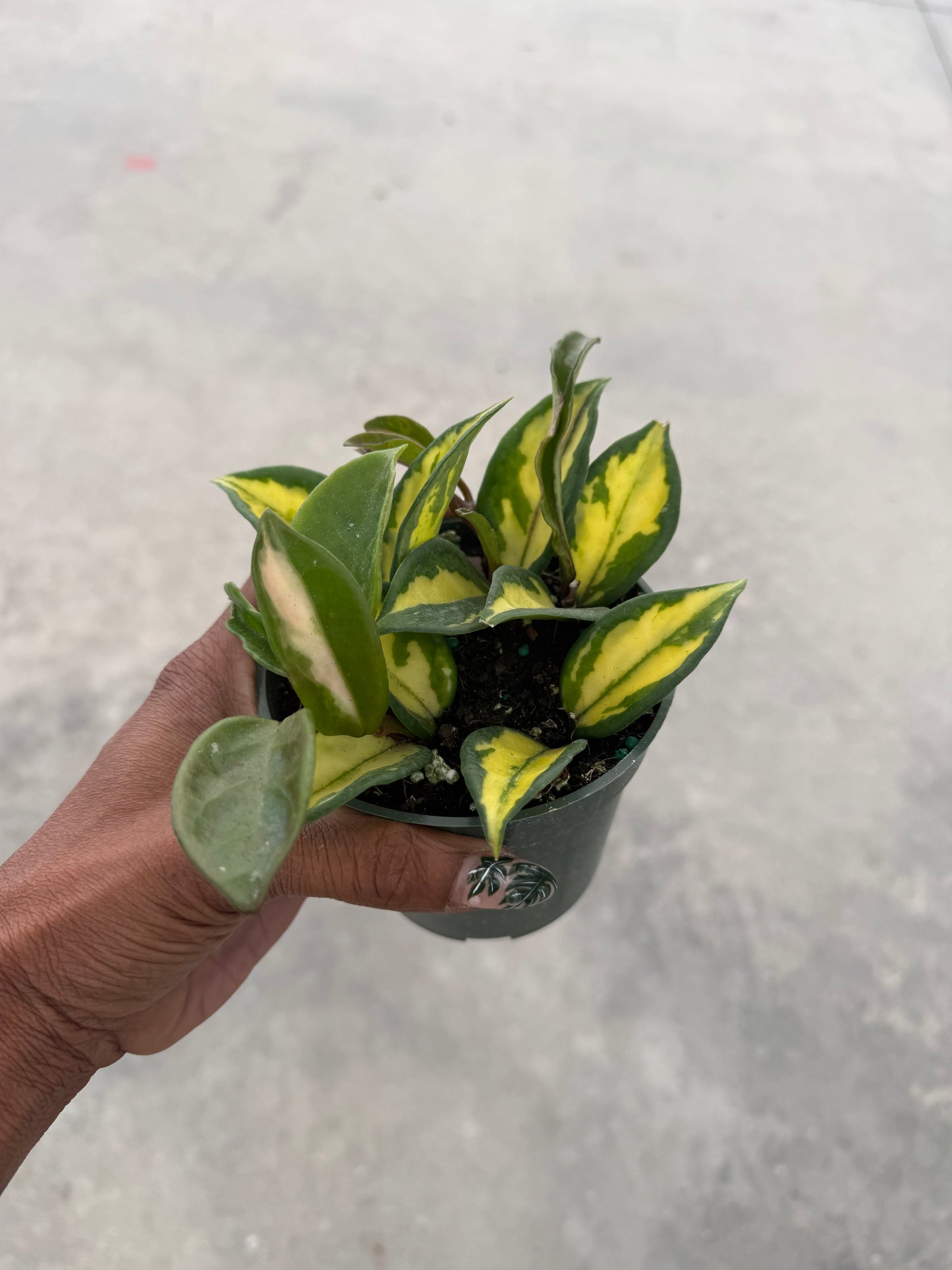 Hoya Carnosa Exotica