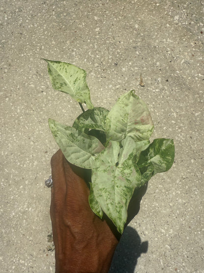 Syngonium 'Milk Confetti' Tricolor