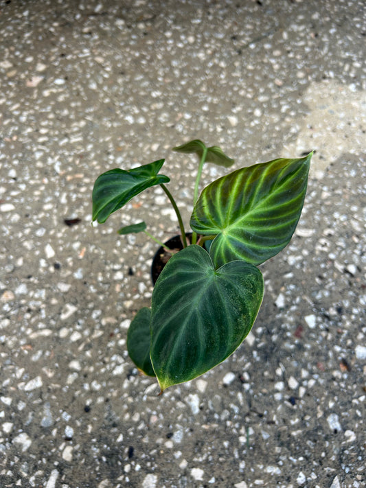 Philodendron verrucosum