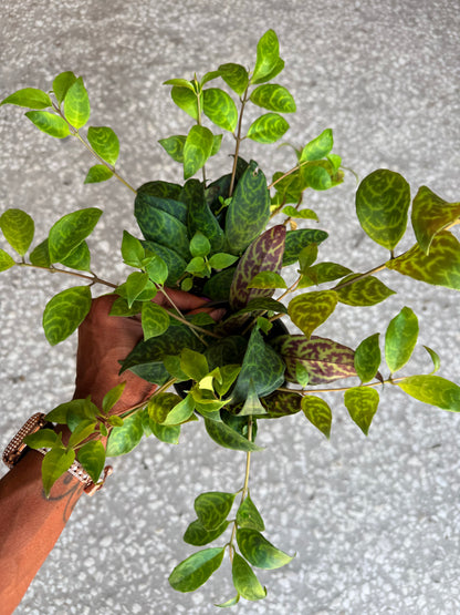 Aeschynanthus 'Lipstick Plant'