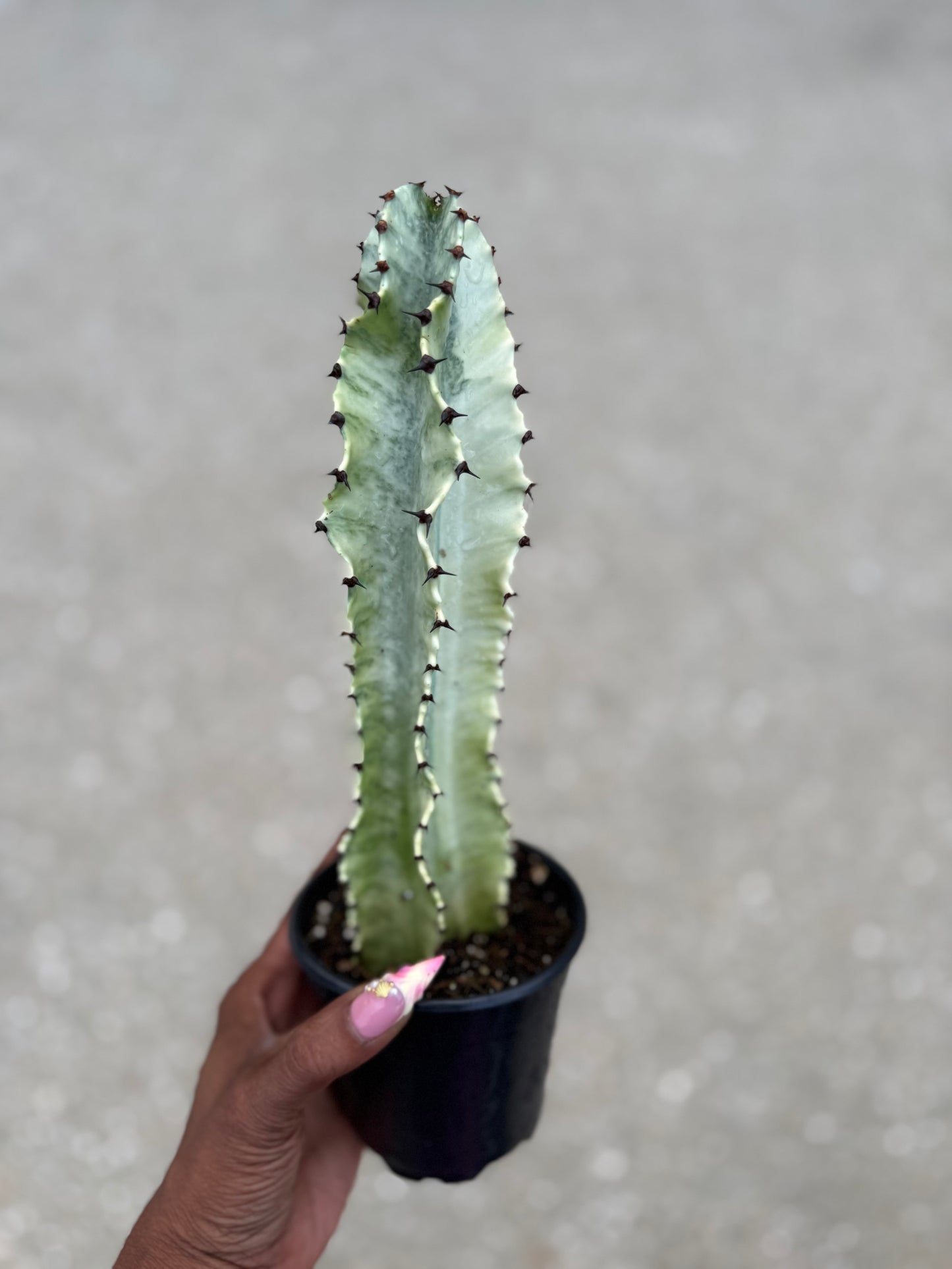 Euphorbia Ammak