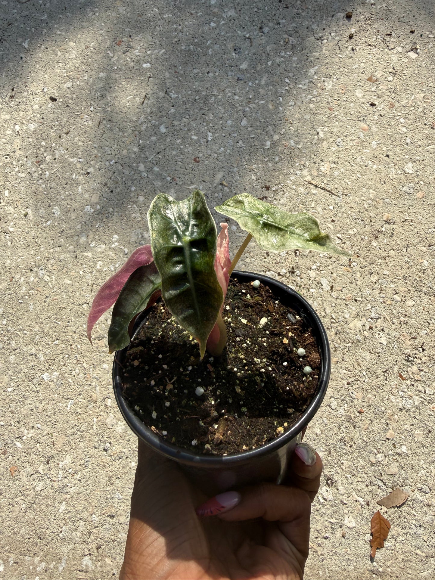 Alocasia Polly Pink Ghost