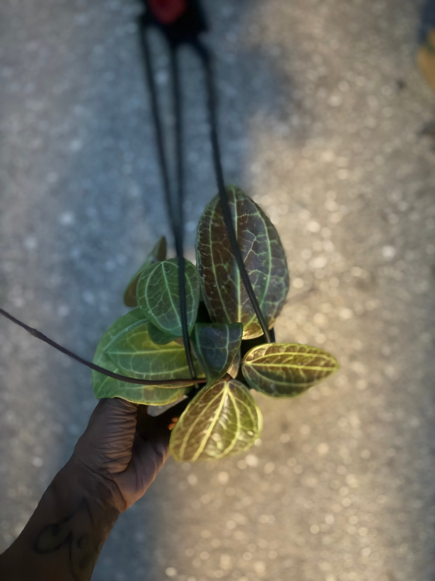 Hoya Latifolia Sarawak