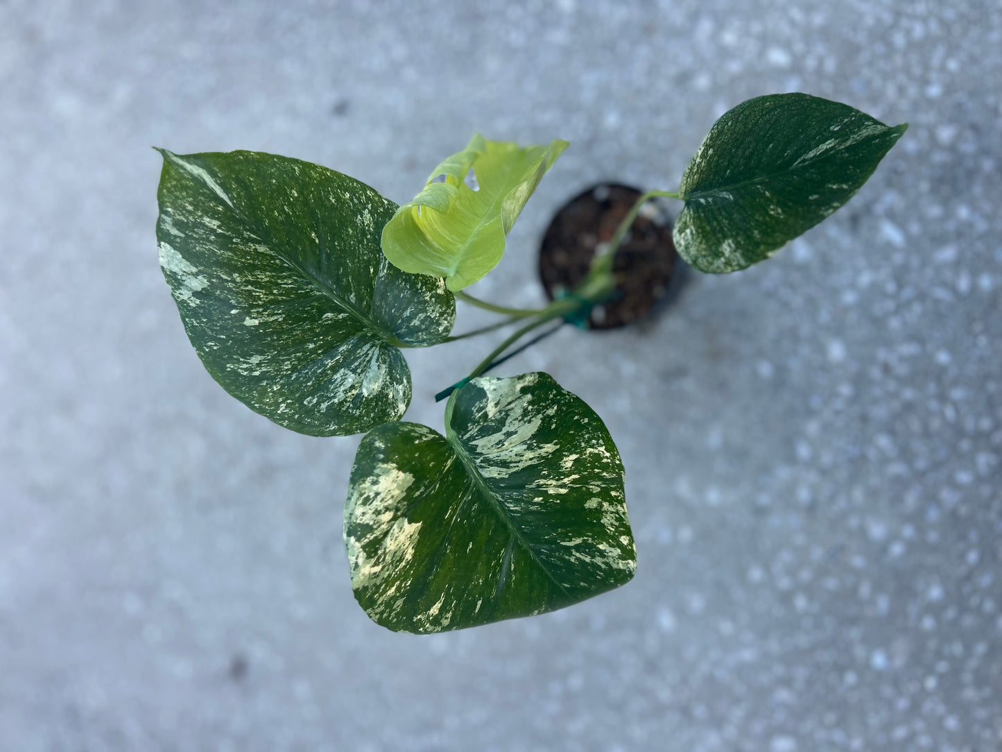 Monstera White Monster